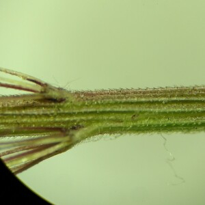 Photographie n°2540785 du taxon Setaria italica subsp. viridis (L.) Thell.