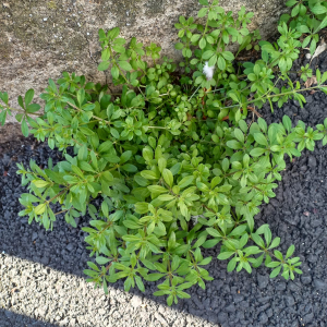 Photographie n°2540800 du taxon Galium aparine L.