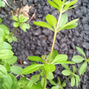 Photographie n°2540801 du taxon Galium aparine L.