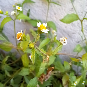 Photographie n°2540807 du taxon Galinsoga quadriradiata Ruiz & Pav.