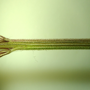  - Setaria italica var. viridis 