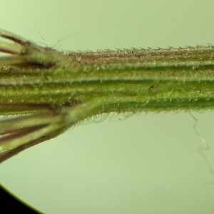  - Setaria italica var. viridis 