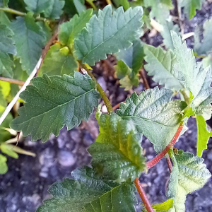  - Nothofagus antarctica (G.Forst.) Oerst.