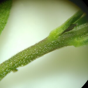  - Lepidium virginicum L.