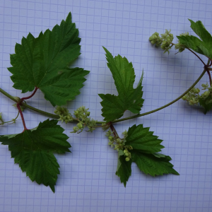 Photographie n°2540851 du taxon Humulus lupulus L.