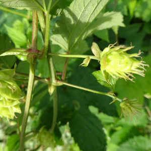 Photographie n°2540853 du taxon Humulus lupulus L.