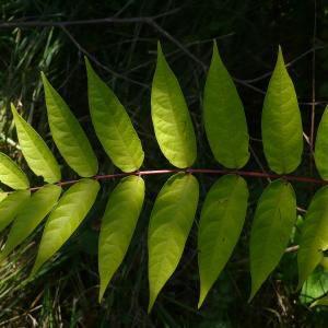  - Ailanthus altissima (Mill.) Swingle [1916]