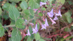 Dominique Remaud, le 11 septembre 2022 (Rosny-sur-Seine)