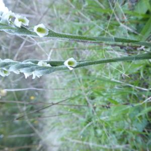 Photographie n°2540866 du taxon Spiranthes spiralis (L.) Chevall.