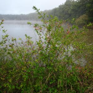 Photographie n°2540909 du taxon Euonymus europaeus L. [1753]