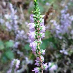 Photographie n°2540916 du taxon Calluna vulgaris (L.) Hull