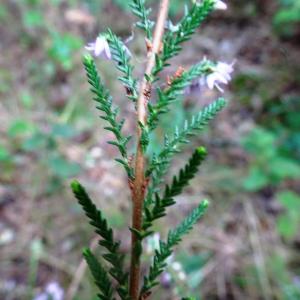 Photographie n°2540918 du taxon Calluna vulgaris (L.) Hull