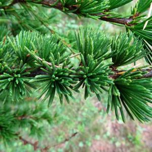 Photographie n°2540923 du taxon Cedrus atlantica (Manetti ex Endl.) Carrière [1855]