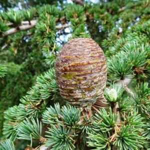 Photographie n°2540925 du taxon Cedrus atlantica (Manetti ex Endl.) Carrière [1855]