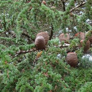 Photographie n°2540926 du taxon Cedrus atlantica (Manetti ex Endl.) Carrière [1855]