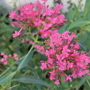 Photographie n°2540934 du taxon Centranthus ruber (L.) DC.