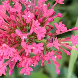 Photographie n°2540936 du taxon Centranthus ruber (L.) DC.