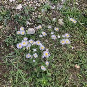 Photographie n°2540981 du taxon Erigeron annuus (L.) Desf. [1804]