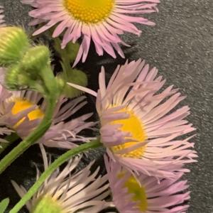 Photographie n°2540992 du taxon Erigeron annuus (L.) Desf. [1804]