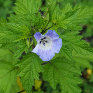 Photographie n°2541037 du taxon Nicandra physalodes (L.) Gaertn. [1791]