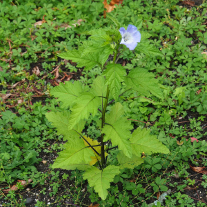 Photographie n°2541038 du taxon Nicandra physalodes (L.) Gaertn. [1791]