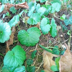 Photographie n°2541044 du taxon Geranium rotundifolium L.