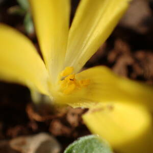 Photographie n°2541061 du taxon Sternbergia colchiciflora Waldst. & Kit. [1805]