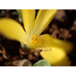 Sternbergia colchiciflora Waldst. & Kit. (Sternbergie à fleurs de colchique)