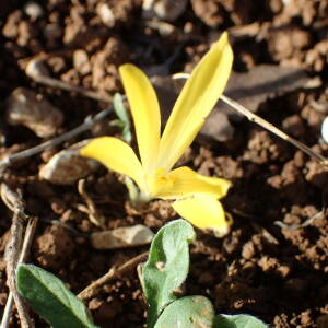  - Sternbergia colchiciflora Waldst. & Kit. [1805]