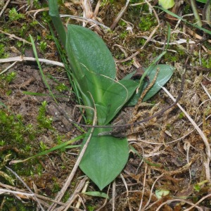 Photographie n°2541088 du taxon Spiranthes spiralis (L.) Chevall.