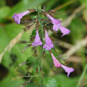 Photographie n°2541089 du taxon Clinopodium nepeta subsp. sylvaticum (Bromf.) Peruzzi & F.Conti [2008]