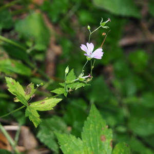 Photographie n°2541091 du taxon Geranium nodosum L.