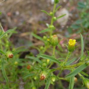 Photographie n°2541095 du taxon Dittrichia graveolens (L.) Greuter