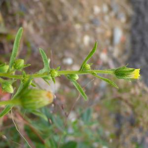 Photographie n°2541096 du taxon Dittrichia graveolens (L.) Greuter