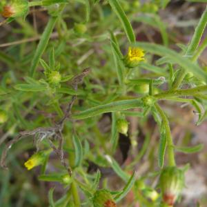 Photographie n°2541097 du taxon Dittrichia graveolens (L.) Greuter