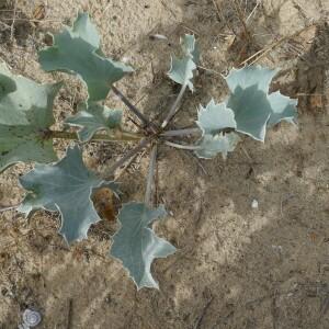 Photographie n°2541135 du taxon Eryngium maritimum L. [1753]