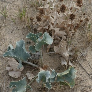 Photographie n°2541137 du taxon Eryngium maritimum L. [1753]