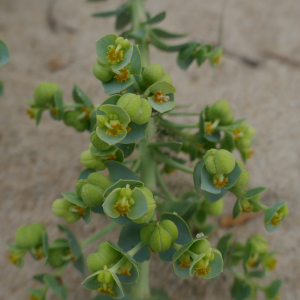 Photographie n°2541140 du taxon Euphorbia paralias L. [1753]