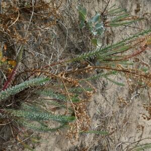 Photographie n°2541142 du taxon Euphorbia paralias L. [1753]