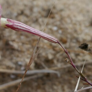 Photographie n°2541151 du taxon Silene portensis L. [1753]