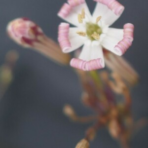 Photographie n°2541155 du taxon Silene portensis L. [1753]