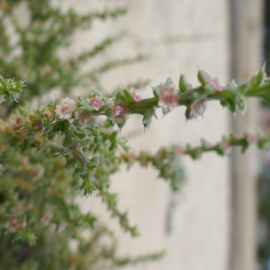 Photographie n°2541170 du taxon Salsola kali L. [1753]