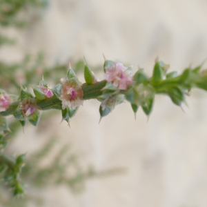 Photographie n°2541171 du taxon Salsola kali L. [1753]