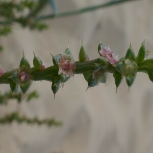 Photographie n°2541174 du taxon Salsola kali L. [1753]