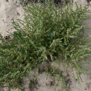 Photographie n°2541176 du taxon Salsola kali L. [1753]