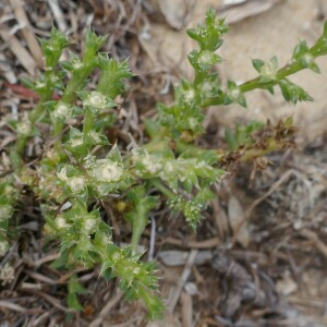 Photographie n°2541179 du taxon Salsola kali L. [1753]