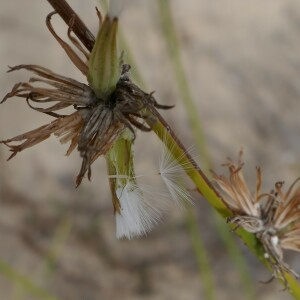 Photographie n°2541200 du taxon Chondrilla juncea L. [1753]