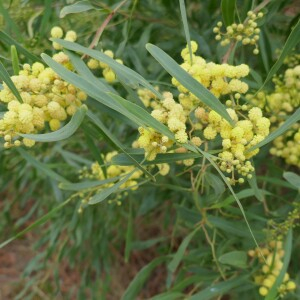 Photographie n°2541206 du taxon Acacia retinodes Schltdl. [1847]