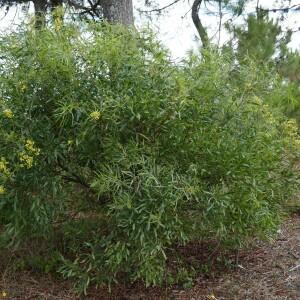 Photographie n°2541207 du taxon Acacia retinodes Schltdl. [1847]