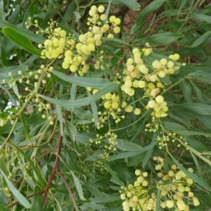 Photographie n°2541208 du taxon Acacia retinodes Schltdl. [1847]